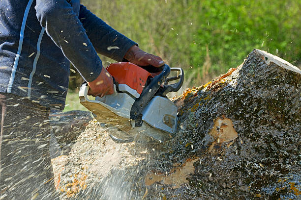 Best Tree Disease Treatment  in Butler, GA